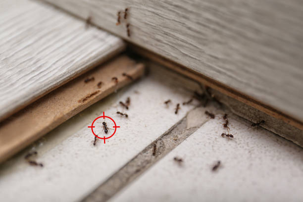 Best Flea Control Services  in Falls City, NE