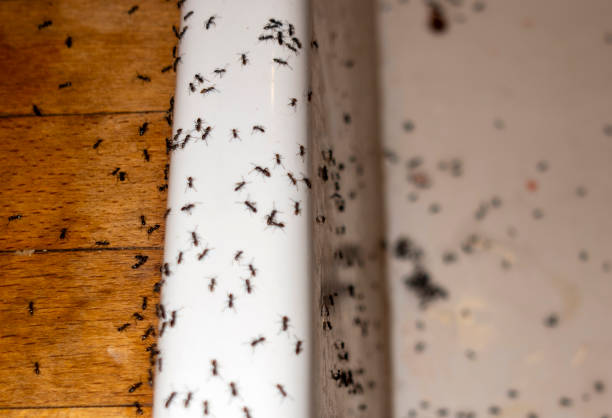 Best Pest Prevention Services  in Falls City, NE